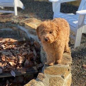 Meet your Posher, Rich